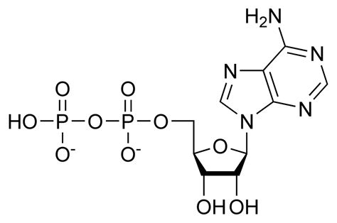 Adenosine diphosphate | Psychology Wiki | Fandom