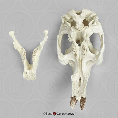 Dugong Skull - Bone Clones - Osteological Reproductions