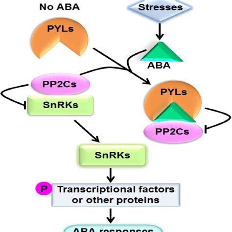 A Model Showing The Aba Key Signal Transduction Pathway Arrows