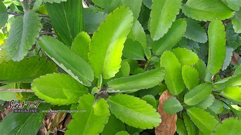 Wonder Of The World A Medicine Cabinet In One Plant Sweet Tnt Magazine