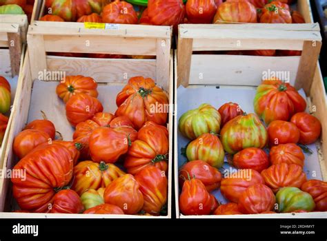 Beef Tomato Beefsteak Tomato Hi Res Stock Photography And Images Alamy