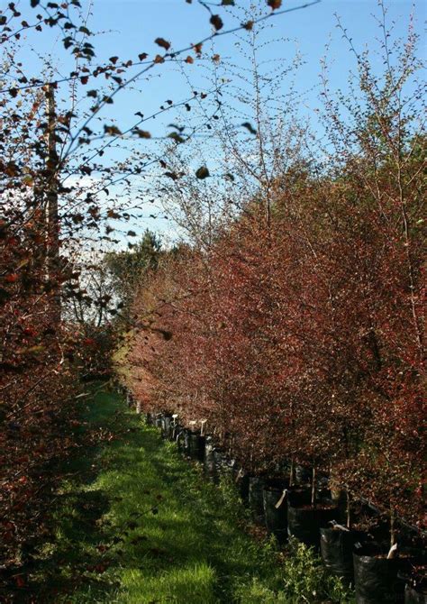 NOTHOFAGUS Fusca NZ Native Red Beech Easy Big Trees NZ