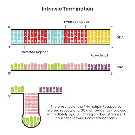 Intrinsic Termination Of Transcription In Prokaryotes Vector