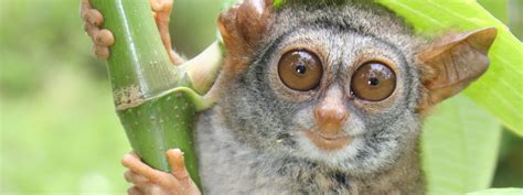 Siau Island Tarsier Species On The Brink