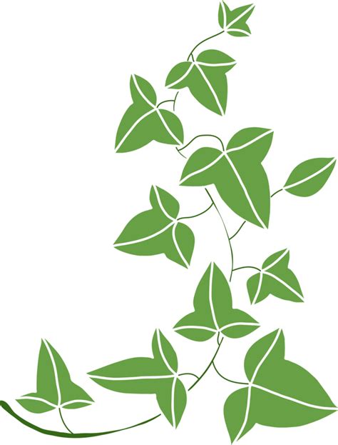 Simplicity Ivy Freehand Drawing Flat Design Png