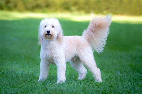 Dog Goldendoodle