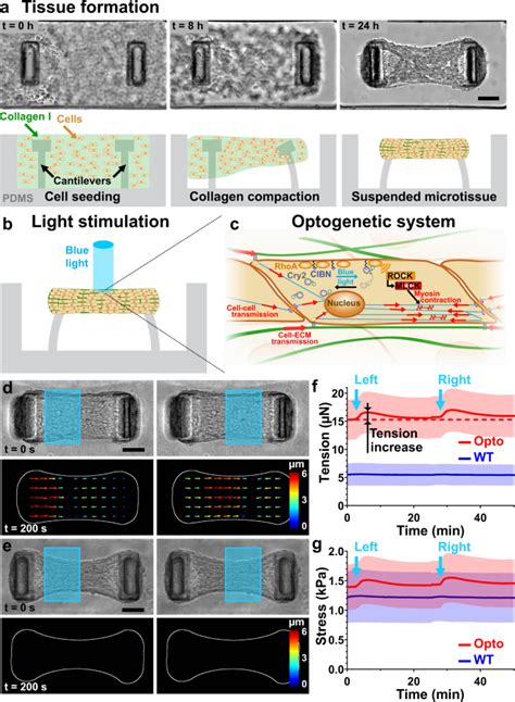 用于探测 3d 微组织流变学的光驱动生物致动器nature Communications X Mol