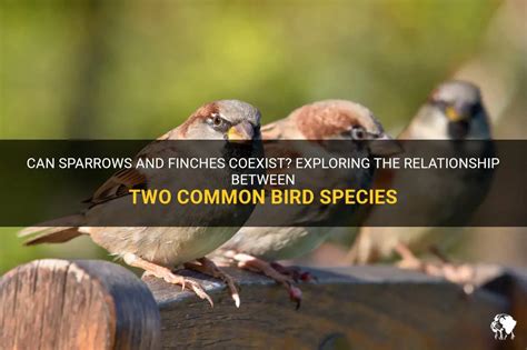 Can Sparrows And Finches Coexist? Exploring The Relationship Between ...