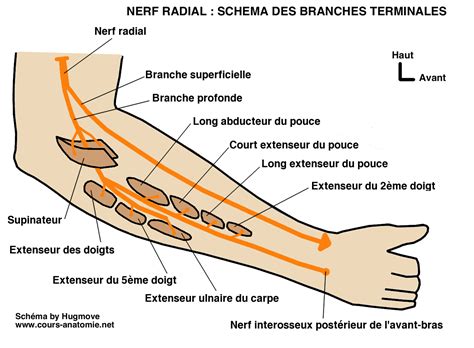 Nerf Radial Cours D Anatomie