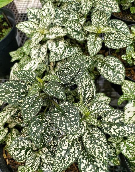 Photo Of White Hypoestes Phyllostachya Plant Polka Dot Plant Stock