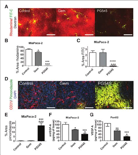 Pg545 Inhibits Vascular Function In Vivo Mice Bearing Miapaca 2