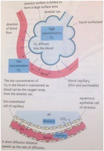 Topic 2 Gas Exchange Cell Membranes And Transport Flashcards Quizlet