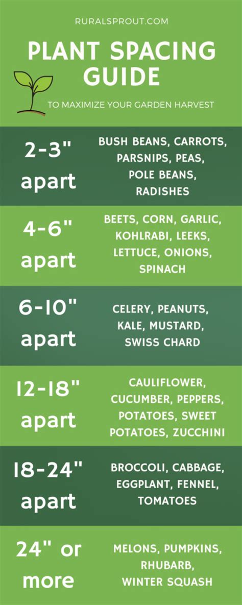 Plant Spacing 30 Vegetables Their Spacing Requirements