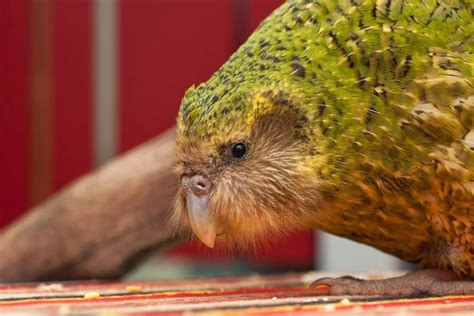 Kakapo — Flightless Parrot