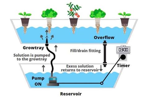 Ebb Flow Flood And Drain Hydroponic System Guide