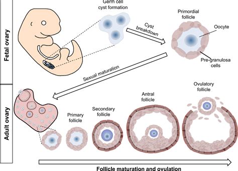 Figure 1 From The Developmental Origins Of The Mammalian Ovarian