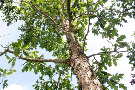 White Oak Trees Quercus Alba Care And Growing Guide