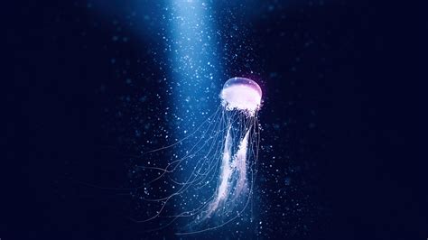 Jellyfish Desktop Wallpaper