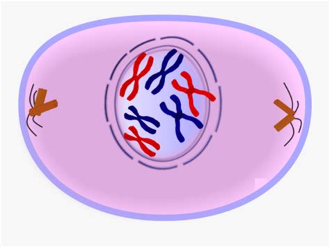 CH 14 Cell Division Flashcards Quizlet