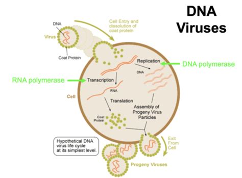 Antiviral Drugs Flashcards Quizlet