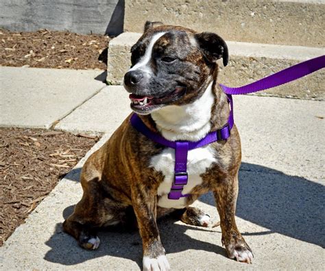 Pet of the week: Adopt Tink, an English bulldog/Jack Russell terrier mix | Local News ...