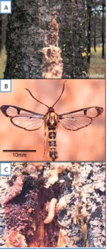 Entomology Quiz Flashcards Quizlet