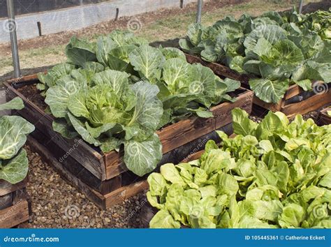 Raised Bed Pallet Vegetable Garden Stock Image - Image of organic, leaf ...