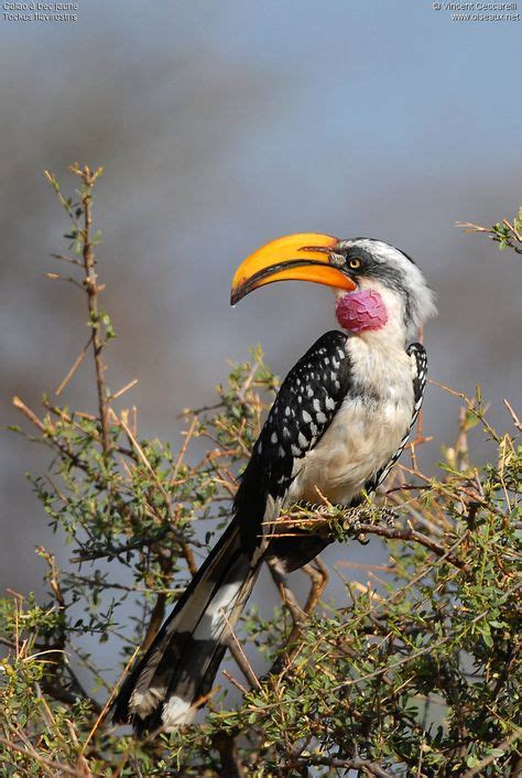 41 Birds Kenya Ideas Birds Kenya Beautiful Birds