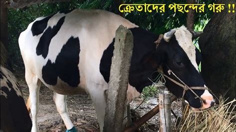 ফ্রিজিয়ান গরু পালন করুন অল্প জায়গায় ক্রেতাদের কোন গরু পছন্দের