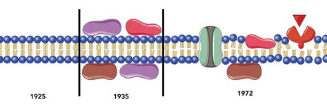 Lehrgang Membranen 4 Flüssig Mosaik Modell um 1972