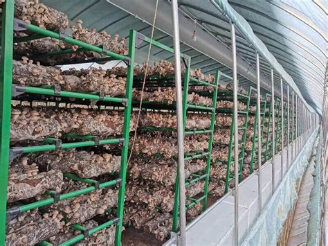 Shiitake Mantar Yetiştirme Rafları Mantar Çiftliği Ekipmanları