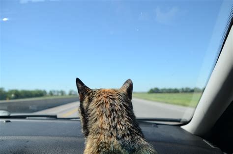 Things To Remember Before Road Tripping With Your Cat Yorkshire