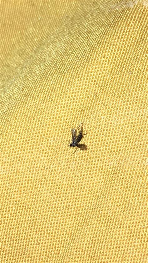 What Are These Tiny Little Black Flies In My House | Psoriasisguru.com