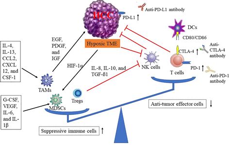 Frontiers Strategies To Improve The Antitumor Effect Of Immunotherapy