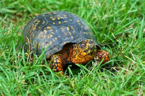 Box Turtle 1080p 2k 4k Full Hd Wallpapers Backgrounds Free