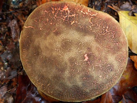 Photographs Of Collingbourne Wood Wiltshire England Red Cracking Bolete