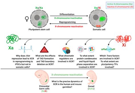 Cells Free Full Text New Insights Into X Chromosome Reactivation