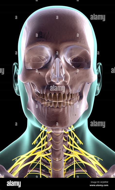 The nerves of the neck Stock Photo - Alamy