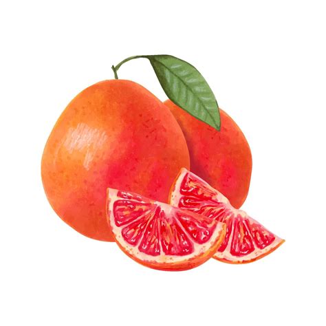 Fresh Blood Oranges and Juicy Slices 67672690 Vector Art at Vecteezy