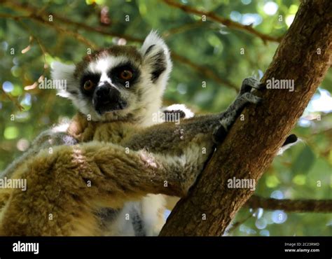 Portrait of the ring-tailed lemur Lemur catta aka King Julien in Anja ...