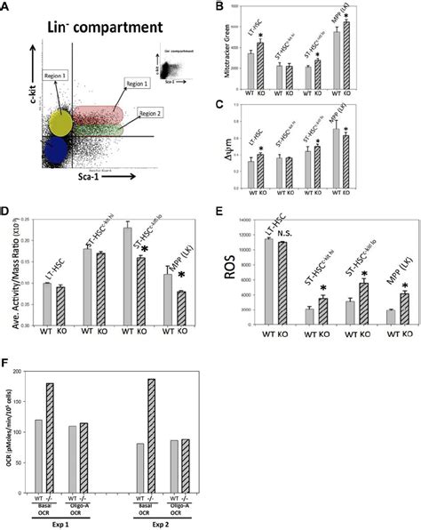 Mitochondrial Dysfunction And Ros Overproduction In Phenotypically