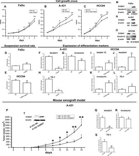 S100A7 Promotes Squamous Carcinoma Cell Growth And Inhibits Squamous