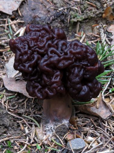 False Morel Gyromitra Esculenta · Inaturalist