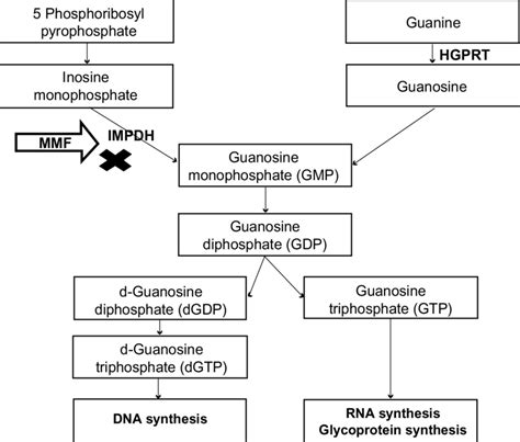 Mechanism Of Action Inhibition Of De Novo Pathway Of Purine Synthesis