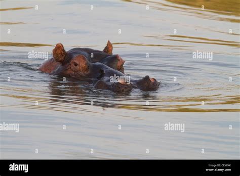 Hippo In The Sunset Stock Photo Alamy