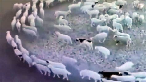 In China A Flock Of Sheep Has Been Walking In A Circle For 2 Weeks