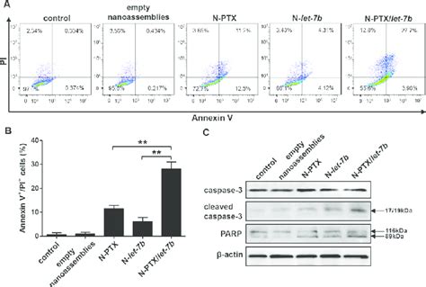 Effect Of N Ptx Let B On Apoptosis Of A Cells The Cells Were