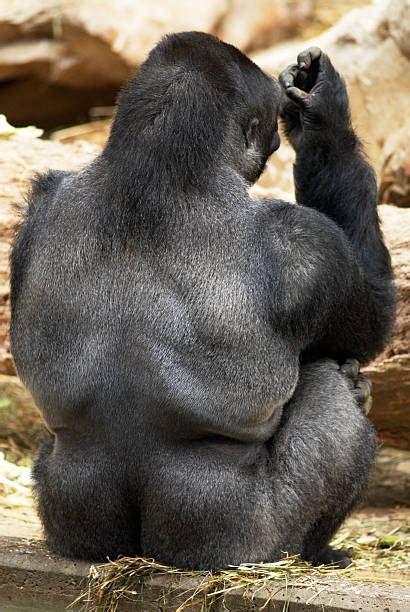 20 Gorilla Flexing His Muscles Stock Photos Pictures And Royalty Free