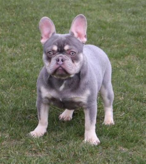 Adult Male French Bulldog