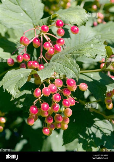 Viburnum Trilobum Hi Res Stock Photography And Images Alamy